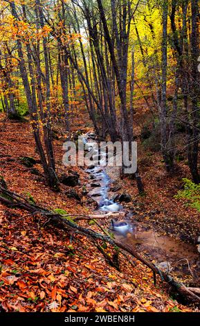 Intérieur d'un Chestnut grove en automne avec un ruisseau qui le traverse. Gros plan des feuilles et des branches tombées. Couleurs marron, ocre et jaune. Banque D'Images