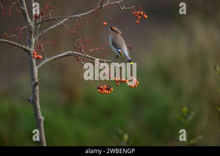 Waxwing sur une branche d'arbre rowen jetant une baie Banque D'Images