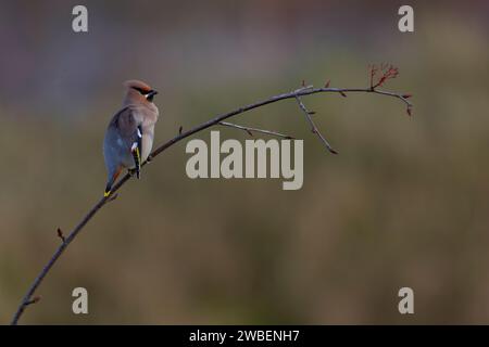 Waxwing sur une branche d'arbre rowen Banque D'Images