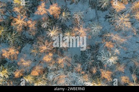 Une vue aérienne de la forêt avec des arbres enneigés à Saula, comté de Harju, Estonie Banque D'Images