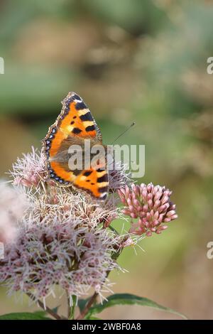 Petite écaille de tortue (Aglais urticae), sur aster commun (Asteraceae), Wilnsdorf, Rhénanie du Nord-Westphalie, Allemagne Banque D'Images