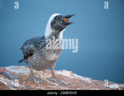 Fous du Nord (Morus bassanus), juvénile en plumage juvénile sombre et plumes duveteuses restantes sur la tête et le cou debout sur un rocher et jouant avec Banque D'Images