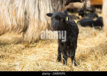 Mouton à cornes grises Heidschnucke (Ovis gmelini aries), race de mouton domestique, mouton nordique à queue courte, agneau noir nouveau-né, mouton Banque D'Images