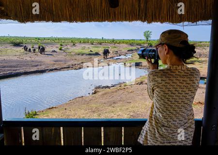 Zimbabwe, Matabeleland Nord, province, parc national de Hwange, éléphants sauvages d'Afrique (Loxodonta africana), touriste dans un observatoire Banque D'Images