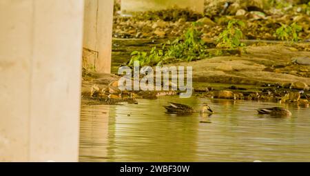 Deux canards à bec ponctuel à la recherche de nourriture dans une rivière peu profonde sous un pont en béton lors d'une journée ensoleillée Banque D'Images