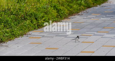 Wagtail japonais, commun au Japon, Corée, Taiwan, Chine orientale, et l'est de la Russie, debout sur le trottoir en béton à côté de la zone herbeuse dans le parc public Banque D'Images