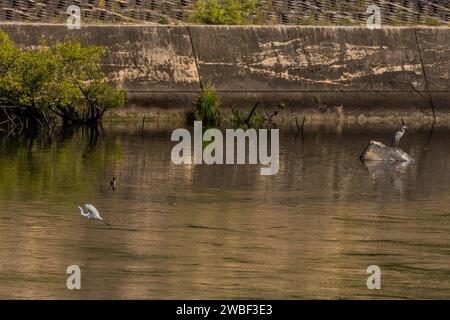 Aigrette volant près de la surface de la rivière devant le cormoran et héron gris perché sur le rocher devant le mur de béton Banque D'Images