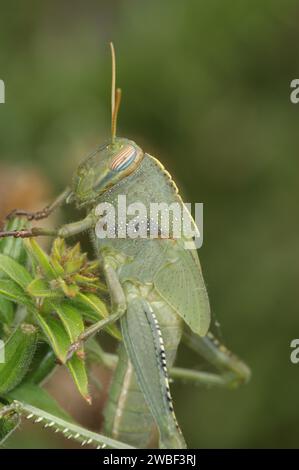 Gros plan vertical détaillé sur une nymphe juvénile du grand criquet égyptien Anacridium aegyptium en Méditerranée Banque D'Images