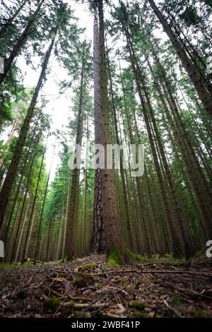 Vue d'en bas le long de hauts troncs d'arbres dans le ciel d'une forêt dense, Unterhaugstett, Forêt Noire, Allemagne Banque D'Images