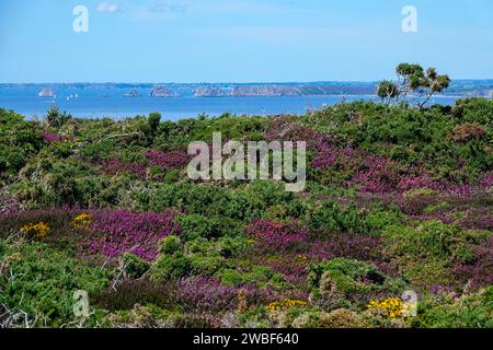 Paysage de Landes sur le Cap de la Chèvre, derrière la Pointe de Pen Hir avec les rochers les tas de pois, presqu'île de Crozon, département du Finistère, Bretagne Banque D'Images