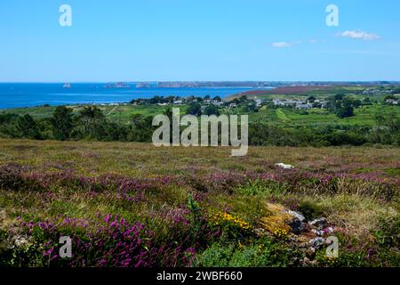 Paysage de Landes entre Cap de la Chèvre et Morgat, derrière Pointe de Pen Hir avec les rochers les tas de pois, presqu'île de Crozon, département du Finistère Banque D'Images