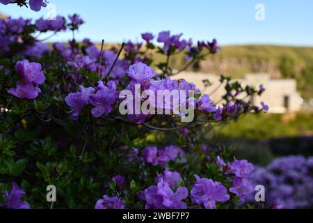 Une vue panoramique sur un bâtiment entouré de verdure luxuriante, y compris des fleurs violettes au premier plan Banque D'Images