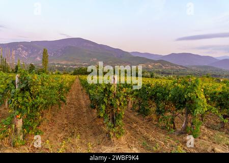 Coucher de soleil vue sur les vignobles et les montagnes, près de Demir Kapija, Macédoine du Nord Banque D'Images