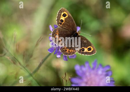 Scotch argus (Erebia aethiops), Valais, Suisse Banque D'Images