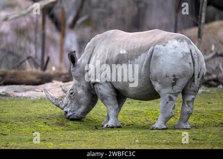 Southern white rhinoceros Ceratotherium simum simum Banque D'Images