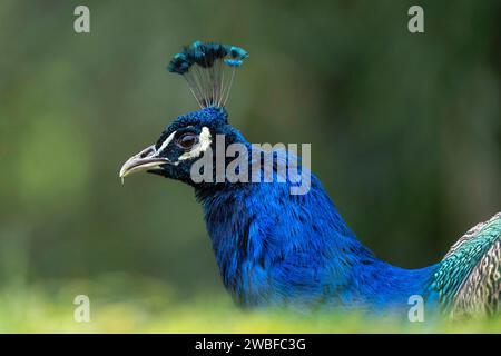 Paon bleu Pavo cristatus Banque D'Images