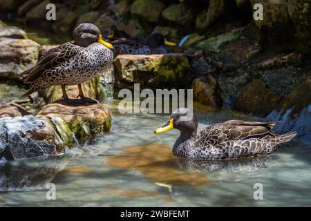 Canard mâle à bec jaune Banque D'Images