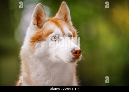 Husky sibérien rouge et blanc sur le fond de la nature Banque D'Images