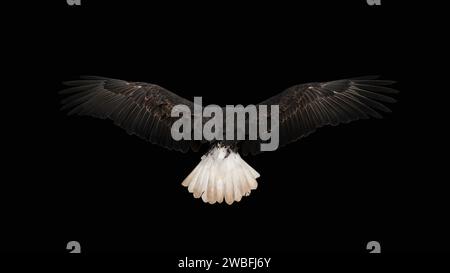 Gros plan de l'aigle à tête blanche (Haliaeetus leucocephalus) depuis le dos déployant ses ailes grandes ouvertes, fond noir, espace de copie, espace négatif, minimalisme Banque D'Images