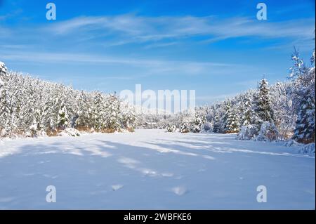 Paysage hivernal d'une forêt couverte de neige sous des températures glaciaires Banque D'Images