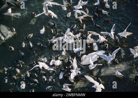 Möwen, Schwäne, Blässhühner, Winter, EIS, Havel, Eiswerder, Hakenfelde, Spandau, Berlin, Deutschland *** Mouettes, cygnes, cuisinières, hiver, glace, Havel, Eiswerder, Hakenfelde, Spandau, Berlin, Allemagne Banque D'Images