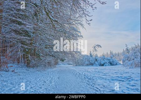 Paysage hivernal d'une forêt couverte de neige sous des températures glaciaires Banque D'Images