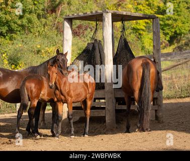 chevaux de race standard dans le paddock mangeant du foin provenant de filets à foin à alimentation lente juments et poulains dans le fourrage couvert dans le paddock extérieur ou enclos à l'extérieur des enclos Banque D'Images