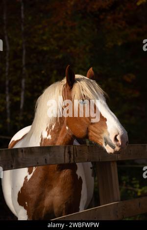 Portrait de cheval croisé de tirant d'air gros plan d'un cheval de couleur Pinto brun et blanc debout à la barrière de rail en bois image verticale de type portrait équin espace Banque D'Images