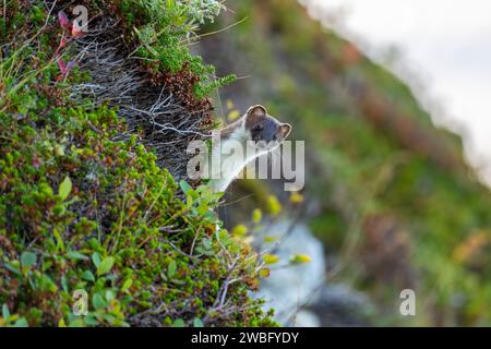 Weasel regarde autour du coin avec intérêt sur l'île de Hillesøya à Troms, en Norvège. Hermine en robe d'automne entre fleurs sauvages et myrtille Banque D'Images