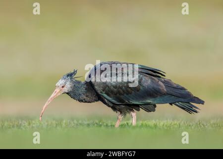 Femelle très rare et vulnérable Ibis chauve du Nord, Geronticus eremita, Kassiopeia, se nourrissant dans le Bade-Württemberg/Allemagne Banque D'Images