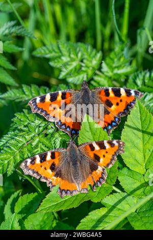 Deux petits papillons d'écaille de tortue (aglais urticae) Banque D'Images