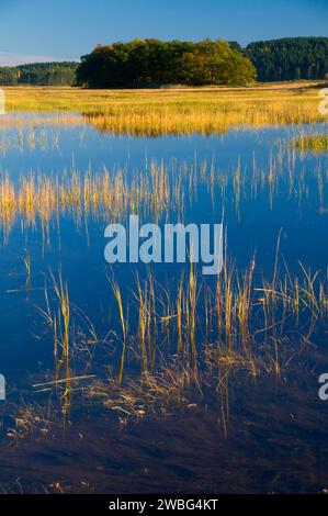 Essex Salt Marsh, Crane Memorial Reservation, Massachusetts Banque D'Images