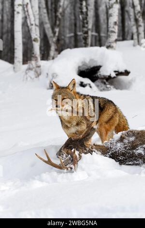 Coyote (Canis latrans) renifle à Antler of White-Tail Deer Winter - animal captif Banque D'Images