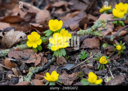 Aconites hivernales (Eranthis hyemalis) le long des rives du Don, Inverurie, Aberdeenshire, Écosse, Royaume-Uni Banque D'Images