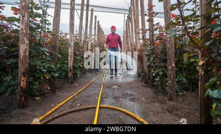 Chambitola, Cayambe / Équateur - novembre 1 2023 : ouvrier arrosant des plantes de roses rouges avec de l'eau à l'intérieur d'une serre en plastique Banque D'Images