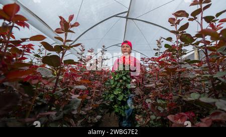 Chambitola, Cayambe / Équateur - novembre 1 2023 : ouvrier portant un bouquet de roses rouges dans une serre en plastique Banque D'Images