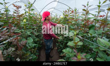 Chambitola, Cayambe / Équateur - novembre 1 2023 : ouvrier arrachant des feuilles sèches de plantes de roses jaunes à l'intérieur d'une serre en plastique Banque D'Images