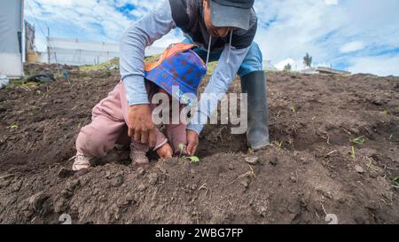 Chambitola, Cayambe / Équateur - novembre 1 2023 : Homme indigène aidant sa petite fille à planter des plants de laitue dans un champ de terre Banque D'Images