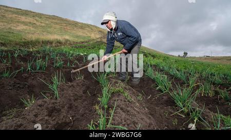 Chambitola, Cayambe / Équateur - novembre 1 2023 : Homme indigène labourant le sol dans un champ planté de plants d'oignons Banque D'Images