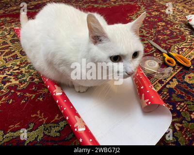 Chat blanc assis sur du papier de Noël et empêche l'emballage des cadeaux Banque D'Images