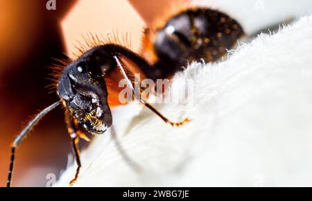 Macro photo de fourmi reine rouge, portrait de colonie de fourmis, zoom en gros plan dans la section de fourmis noires et brunes avec des têtes et des jambes brillantes Banque D'Images