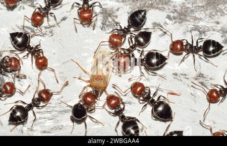 Macro photo de fourmi reine rouge, portrait de colonie de fourmis, zoom en gros plan dans la section de fourmis noires et brunes avec des têtes et des jambes brillantes Banque D'Images