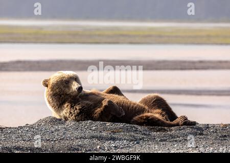 Ours grizzli adulte relaxant, Ursus arctos horribilis, roulant sur le dos dans la plage de sable noir de Chinitna Bay sauvage Alaska Banque D'Images