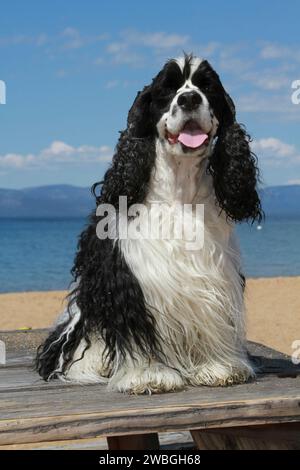 Cocker Spaniel assis sur une table à la plage. Ciel bleu, nuages et eau. Banque D'Images