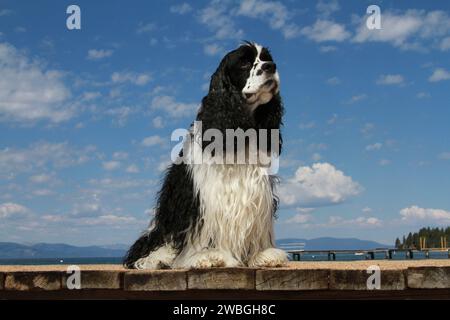 Cocker Spaniel assis sur un quai. Ciel bleu et nuages Banque D'Images