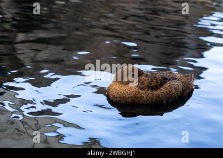 Canard brun dormant avec la tête rentrée dans l'aile Banque D'Images