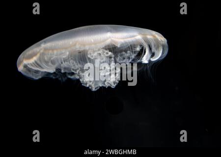 Corps clair fantomatique et tentacules filants de méduses nageant sur un fond sombre Banque D'Images