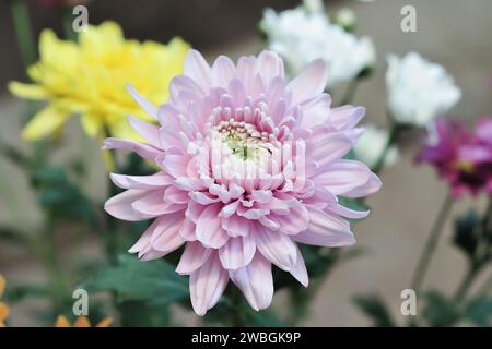 fleurs de chrysanthème avec des pétales roses sur fond sombre Banque D'Images