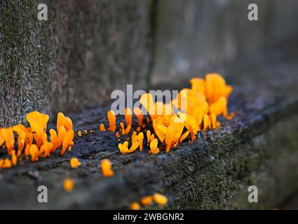 Belles images de nature exprimée d'un champignon de gel d'orange qui pousse sur le vieux bois, pour l'amour de l'art. Dacryopinax spathularia Banque D'Images