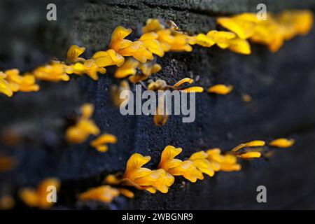 Belles images de nature exprimée d'un champignon de gel d'orange qui pousse sur le vieux bois, pour l'amour de l'art. Dacryopinax spathularia Banque D'Images